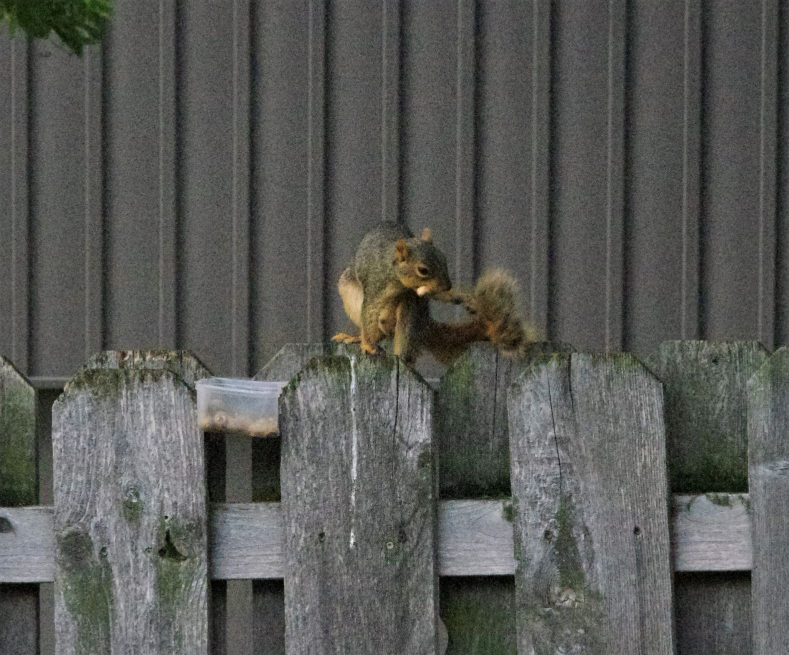 Snatching Peanuts